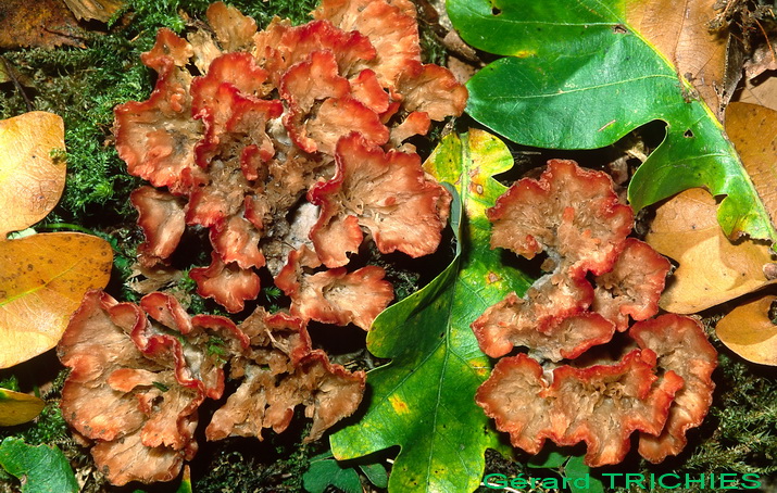 Fotoreportage di uno Stereum (credo!) (Stereum gausapatum)